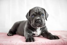Die besten Tipps für Cane-Corso-Besitzer: Was jeder Besitzer wissen sollte